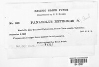 Panaeolus retirugis image